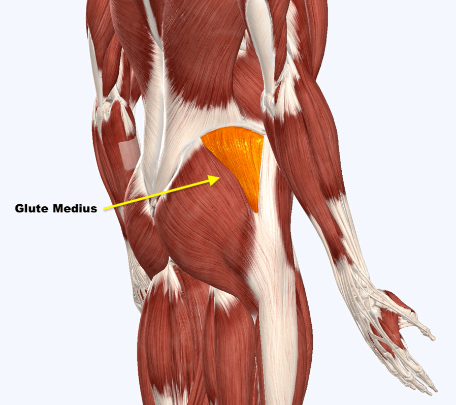 Glute Medius Squat University