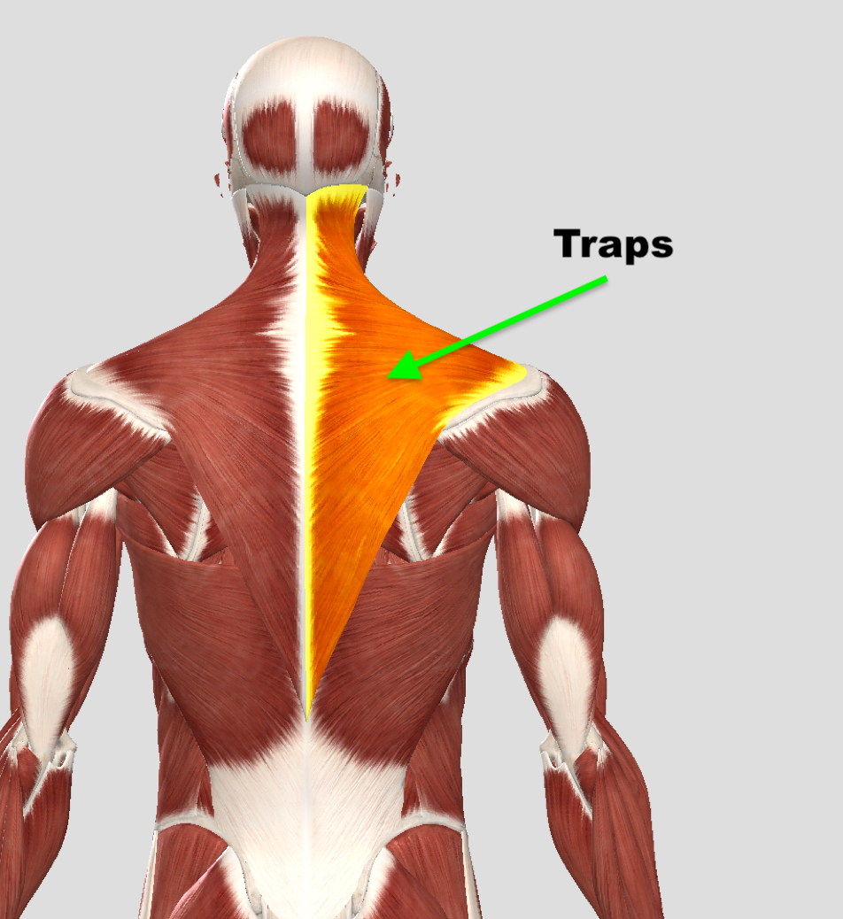 Traps Squat University
